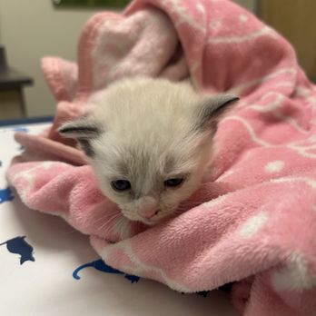 Petco - We rescued a small little kitten - Pet Stores Near Me - San Jose, California Petco - We rescued a small little kitten - Pet Stores Near Me - San Jose, California