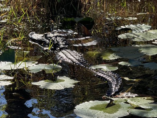 Okefenokee Swamp Park by null