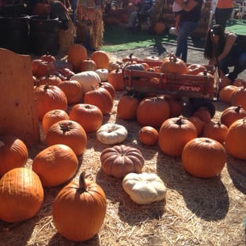 Mr Jack O' Lanterns Pumpkins - Christmas Trees Near Me - Brea, California