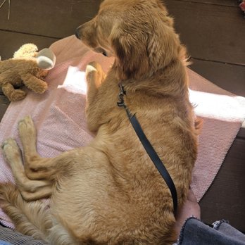 Curated Canines - Post bath, just chilling - Pet Training Near Me - San Diego, California