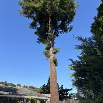 Vasquez Arbor Care - Redwood tree to be cut down - Tree Services Near Me