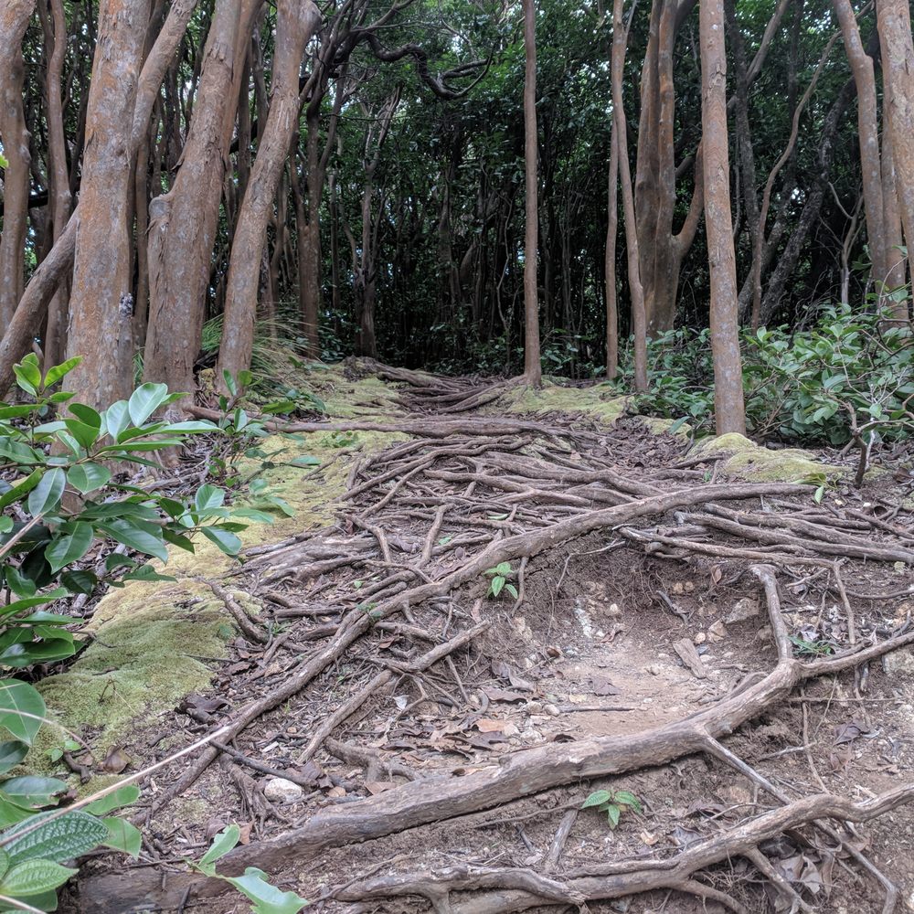 Hawaii Loa Ridge Trail - undefined - Hiking Near Me - Honolulu, Hawaii Hawaii Loa Ridge Trail - undefined - Hiking Near Me - Honolulu, Hawaii
