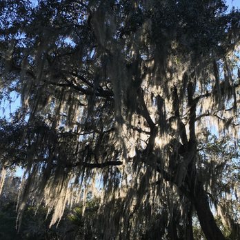 Airboat Adventures - beautiful Spanish moss - Boat Tours Near Me - Lafitte, Louisiana