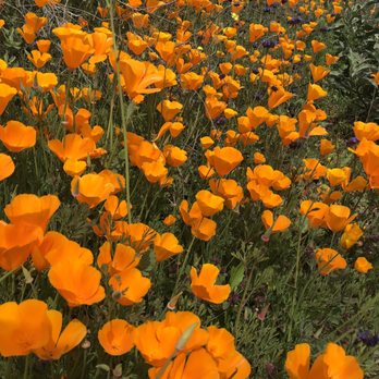 Walker Canyon Ecological Reserve - Wildlife Hunting Ranges Near Me