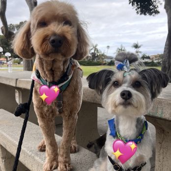 trim. Dog Grooming + Spa - Pet Groomers Near Me - Redondo Beach, California trim. Dog Grooming + Spa - Pet Groomers Near Me - Redondo Beach, California