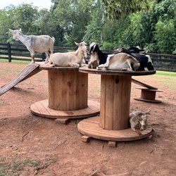 Snuggle Butts Farm - Goats waiting for some love.