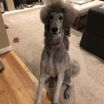 Pawsh - Pet Groomers Near Me - Parker, Colorado Pawsh - Pet Groomers Near Me - Parker, Colorado