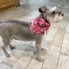 Pet Styles by Jennifer gift card