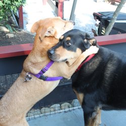 Colonial Court Motel - Our Rocky with his friend.