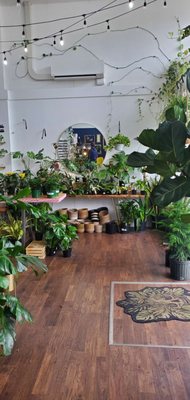 Greenhouse Coffee + Plants by null