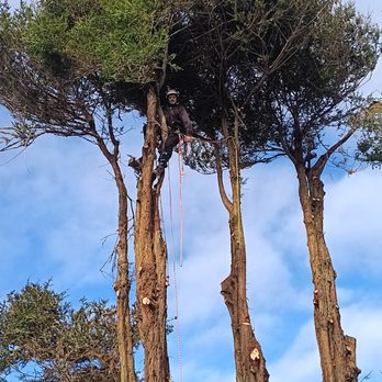 RG Tree Services - Tree Services Near Me RG Tree Services - Tree Services Near Me