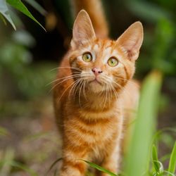 Cara Veterinary Group - Cara Vet Group: Vets in Dublin 7 & Vets in Blanchardstown.  Call 01 885 3253 to book appointment!
