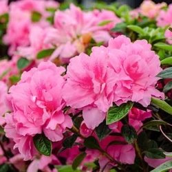 Bio Rich Green Care - Bio Rich Green Care recommends Plants that will beautify and thrive in the home Landscape