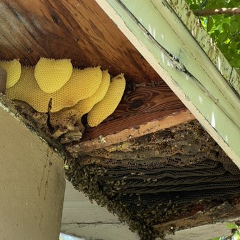 Natural Bee Removal - Bee hive inside of the soffit of a house. Bees found a crack / hole and over time built their hive inside. - Pest Control Near Me Natural Bee Removal - Bee hive inside of the soffit of a house. Bees found a crack / hole and over time built their hive inside. - Pest Control Near Me