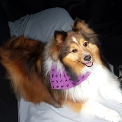 Dog dé Salon - My Abby was happy, clean, and smelled wonderful leaving Dog De Salon.