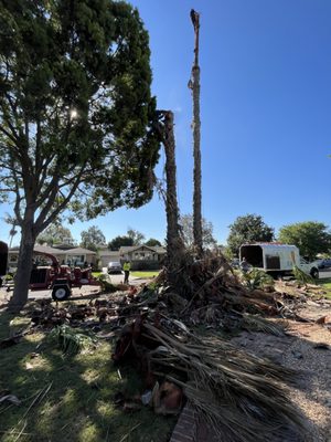 Montebello palm tree removal - 75 foot palm trees taken down as they were uprooting and were safety concerned . We took them down by 2pm . Fast and safe ! Montebello palm tree removal - 75 foot palm trees taken down as they were uprooting and were safety concerned . We took them down by 2pm . Fast and safe !