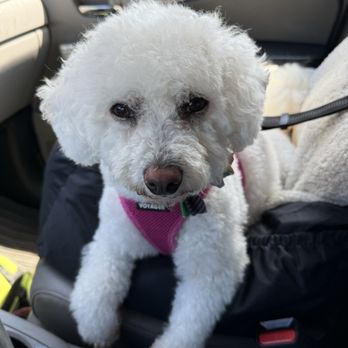 Tame the Tangle Dog Grooming - Cindy, after her grooming at Tame the Tangle. - Pet Groomers Near Me - Highpoint, North Carolina Tame the Tangle Dog Grooming - Cindy, after her grooming at Tame the Tangle. - Pet Groomers Near Me - Highpoint, North Carolina