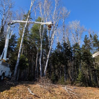 Aaa Enterprising Tree And Property Improvments - Tree Services Near Me Aaa Enterprising Tree And Property Improvments - Tree Services Near Me