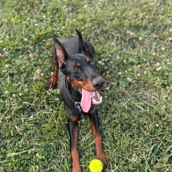 Baynine Dog Training - Pet Training Near Me Baynine Dog Training - Pet Training Near Me