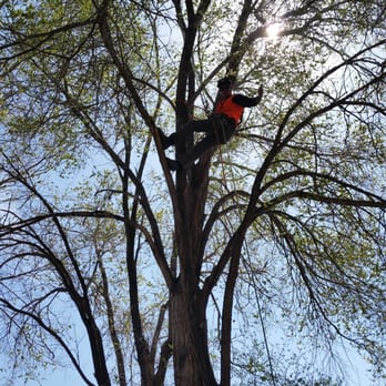 Aspen Tree Service - Elm trimming - Tree Services Near Me Aspen Tree Service - Elm trimming - Tree Services Near Me