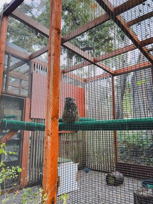 Cascades Raptor Center by null