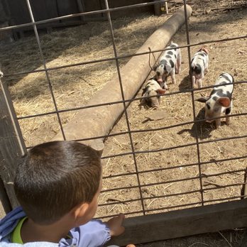 Garden Variety Cheese - Baby pigs - Butcher Near Me - Royal Oaks, California