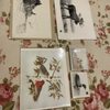 Down East Drawings Wildlife Art Gallery & Gifts gift card