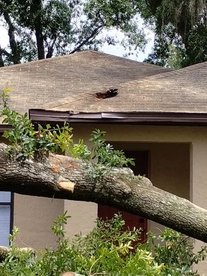Hazardous storm damaged great grandfather water oak - This tree was blown over during a storm in May 2023. The tree caused minimal damage to roof. it took us 4 hours to cut up and stack up all the debris.