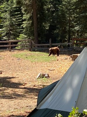 William Kent Campground by null