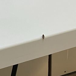 Stoney Run Laundry - Roaches