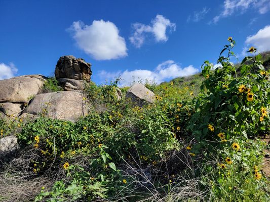 Sycamore Canyon Wilderness Park by null
