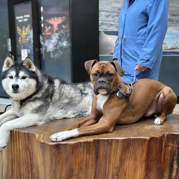 Scruffy Fluffies - Pet Training Near Me Scruffy Fluffies - Pet Training Near Me