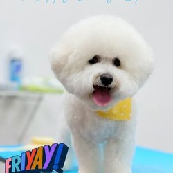Whiskers on Kittens Boarding and Grooming - Great Haircuts, heading out tonight