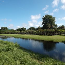 Lychee Tree Nursery