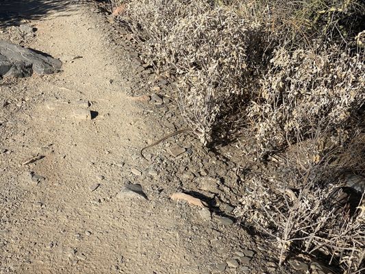 Gateway Trailhead - McDowell Sonoran Preserve by null
