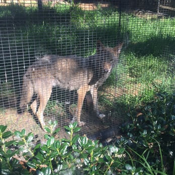 Frank Buck Zoo - Coyotes - Zoos Near Me - Gainesville, Texas
