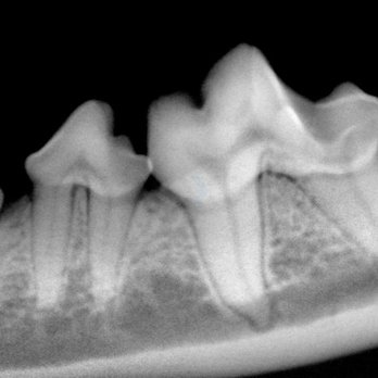 Union Pet Hospital - Digital Dental Radiographs - Veterinarians Near Me - Union, Kentucky Union Pet Hospital - Digital Dental Radiographs - Veterinarians Near Me - Union, Kentucky