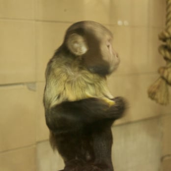 Edinburgh Zoo - Zoos Near Me - Edinburgh, EDH