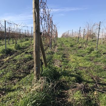 Merumalia Wine Resort - Agriturismi Near Me - Frascati, RM