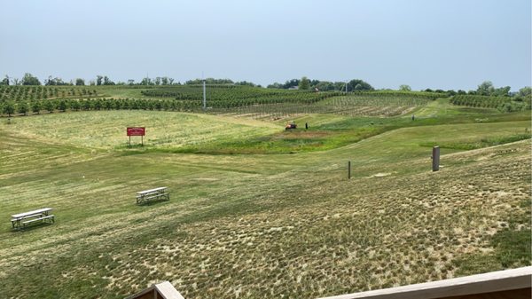 Fenn Valley Vineyards by null