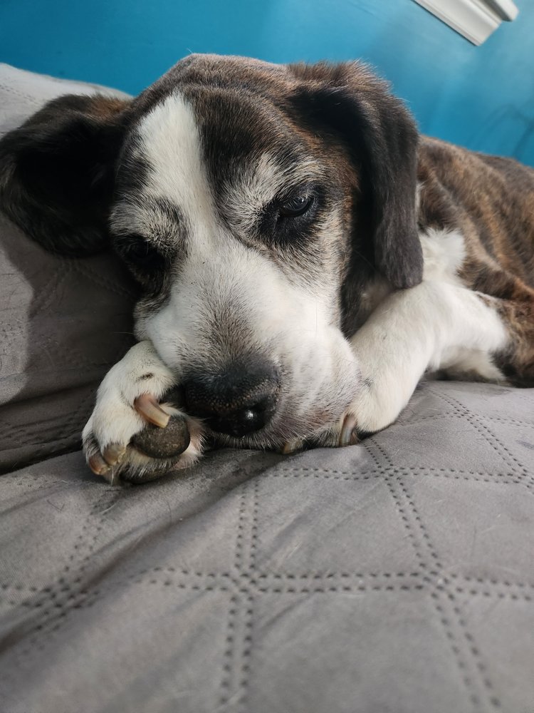 PURR AND BARK VETERINARY HOSPITAL Updated July 2024 28 Photos & 18 Reviews 8471 Garvey Dr