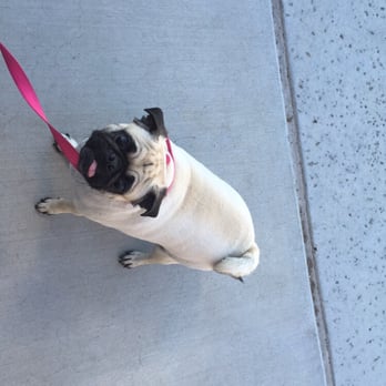 Margo's Pet Spa - They cut down my pugs hair. - Pet Groomers Near Me - Surprise, Arizona Margo's Pet Spa - They cut down my pugs hair. - Pet Groomers Near Me - Surprise, Arizona