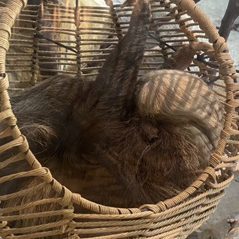Como Park Zoo and Conservatory - Sloth - Zoos Near Me - Saint Paul, Minnesota