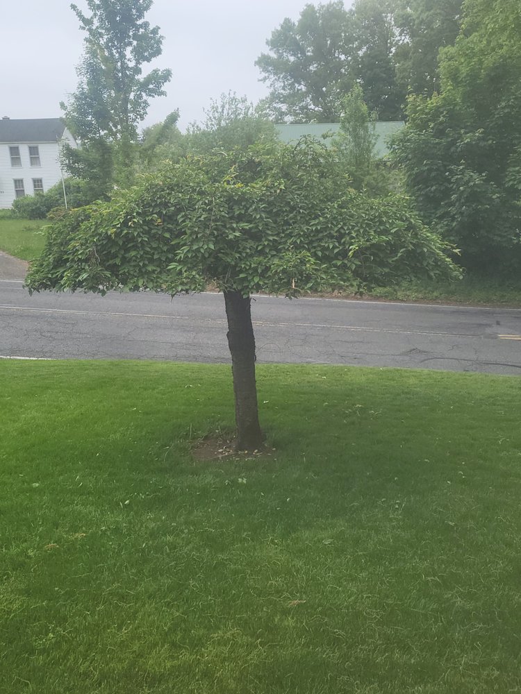 Mike’s Lawn Care & Landscaping - tree service in Worcester, MA