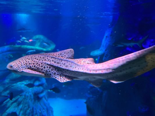 SEA LIFE San Antonio by null