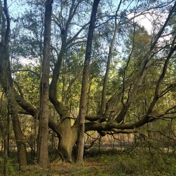 Landbridge Trailhead - Hiking Near Me - Ocala, Florida Landbridge Trailhead - Hiking Near Me - Ocala, Florida