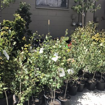 Old Stone House Gift and Garden - Trees by gift shop - Flowers & Gifts Near Me - Reno, Nevada Old Stone House Gift and Garden - Trees by gift shop - Flowers & Gifts Near Me - Reno, Nevada
