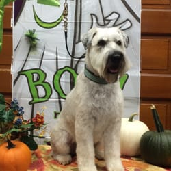 Dip-N-Clip Dog Grooming, LLC