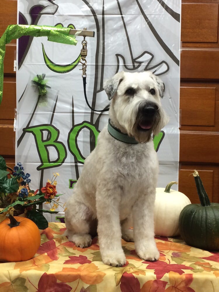 DIPNCLIP DOG GROOMING, LLC Updated October 2024 34 Photos 137 W