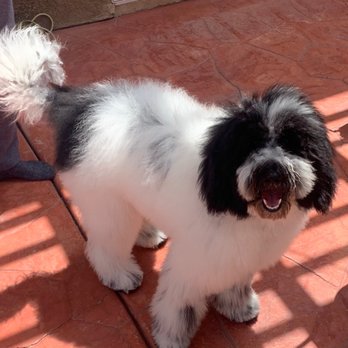 Camp Schultz Dog Board and Play - DNIKKI - Pet Groomers Near Me - Bonita, California